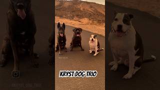 🐶🌅 krystdogtrio dog fyp [upl. by Akimrehs]