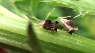 Treehoppers Membracidae Entylia carinata on Thistle [upl. by Ileane]