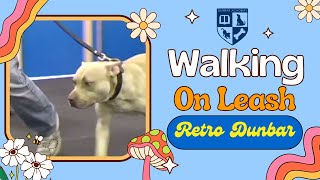 Adult Dog Training  Walking on Leash  Retro Dunbar [upl. by Coulson]