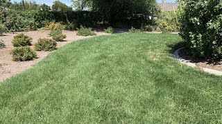 This drought tolerant turf is such a hit other Utah towns want in [upl. by Gomez]