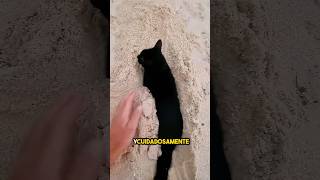 estaba jugando en la playa hasta que apareció este gato appeared ❤️ [upl. by Tutt]