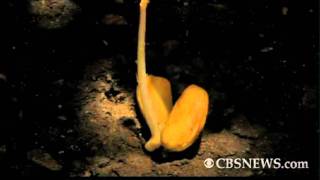 Acorn becomes oak tree in timelapse video [upl. by Clayberg]