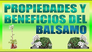 Propiedades y Beneficios del Bálsamo [upl. by Massingill502]