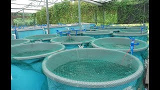 The game changer for fish farming in Kenya [upl. by Evelina]