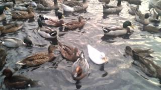 mes canards et mes oies n°3 [upl. by Alsworth]