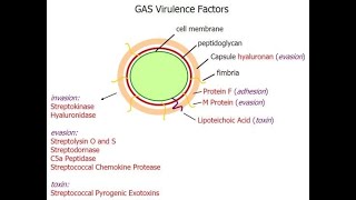 Pharyngitis Part 3 Virulence factors of Streptococcus pyogenes [upl. by Hepsiba]