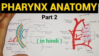 Pharynx Anatomy 24  Oropharynx  Tonsil  Head amp Neck [upl. by Aidin462]