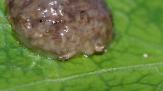 hatching caddisfly larvae short clip [upl. by Artinek]