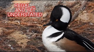 Hooded Merganser Males NARRATED [upl. by Anileba]