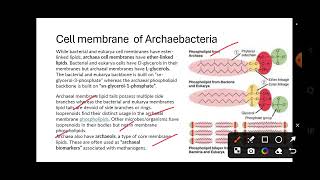 Archaebacteria htet biology kvs nvsdsssbemrspgtbiology [upl. by Urbai]