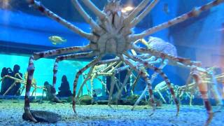 Japanese Spider Crabs [upl. by Goeselt]