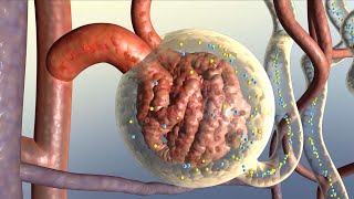 How Your Kidneys Work [upl. by Susanne738]