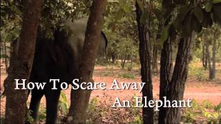 How to Scare Away an Elephant [upl. by Atarman]