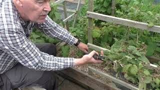 083Cutting Back Fruited Loganberry Stems and Tyingin New Stems For Next Years Crop24th July 2023 [upl. by Congdon816]