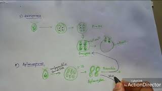 Algae Reproduction of Chlamydomonas sp [upl. by Eihtak]