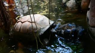 Seychellen Riesenschildkröte Aldabrachelys gigantea Zoo Schönbrunn [upl. by Gulick905]