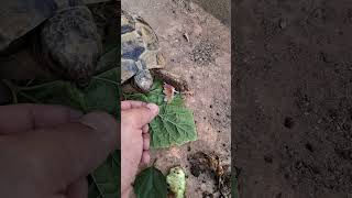 Hermans tortoise enjoying a hibiscus flower [upl. by Meeharbi]