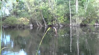 RECTORY POOL BRADWELL ESSEX CAPS ANGLERS MAIL TACTICAL BRIEFINGS [upl. by Maryjo]