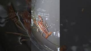 Cryfish  Redswamp and ghost clarkii crayfish clarkii ghost redswamp pair [upl. by Enilesor]