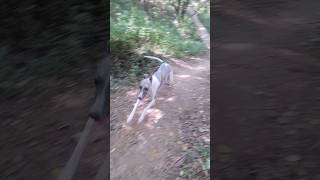 Whippet Dogs Jungle Run [upl. by Kraul]