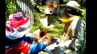 Trabajando panales de abejas mira mis otros videos [upl. by Ahsinar]