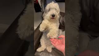 My dog reminds me of those Circus Bears in cartoons fyp forfun cutenessoverload sheepadoodle [upl. by Edwards]