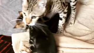 Savannah cat F1 disciplining her kittens [upl. by Nnyltiac]