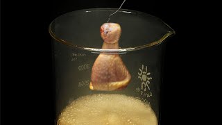 Vaporizing chicken in acid [upl. by Onailime905]