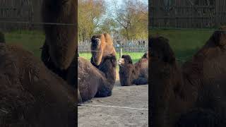 Cotswold road trip  Day 3 All things wild zoo travel shortvideo shortfeed cotswoldvillages [upl. by Fortuna]