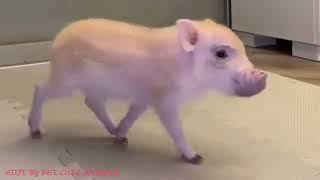 You Wont Stop Laughing at These Adorable Baby Pig Pranks [upl. by Wycoff]