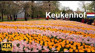 Keukenhof Garden Netherlands  4K Drone footage and walking tour keukenhof tulips holland [upl. by Sonitnatsok]