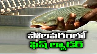 Polavaram Project Fish Ladder  పోలవరంలో చేపజాతులకు ఇబ్బంది లేకుండా ఏర్పాట్లు [upl. by Sunil]