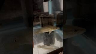 NEW PIKE CICHLIDaquarium monsterfish fishtank subscribe Crenicichlashorts fishtank [upl. by Daniell]