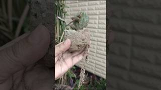 Hedgehog cacti repotting Echinopsis cactus pot shortsvideo growgreen445 [upl. by Rimisac]