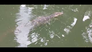 Monitor Lizard SWIMS in Lumpini Park  Bangkok Thailand 🇹🇭 [upl. by Eceerehs]