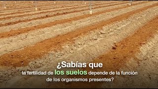 Suelos vivos El papel vital de los microorganismos en la fertilidad y la sostenibilidad agrícola [upl. by Wellesley]