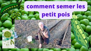 en mars comment semer les petits pois [upl. by Costin]