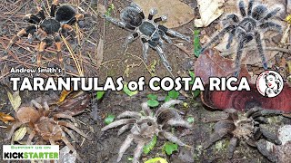 New documentary  TARANTULAS of COSTA RICA [upl. by Areval696]