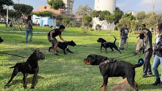 PRESA CANARIO Irrumpen en reunion de ROTTWEILER ❌ [upl. by Hotze]