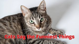 Cats Say the Funniest Things cat funny sayings catlover wildwisdom lifelessons [upl. by Eisac]