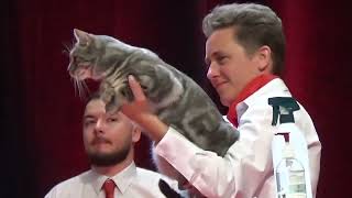 FIFe World Cat Show 2023 Strasbourg 6 Category 3 [upl. by Colp]