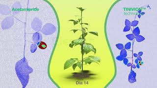 Inseticida para moscabranca protege planta por inteiro e por muito mais tempo [upl. by Ahseiyk]