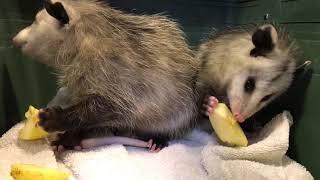 Opossums eating apples [upl. by Einnahpets578]