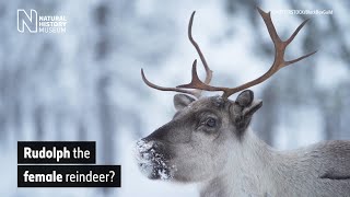 Are Santas reindeer female  Natural History Museum [upl. by Pennie]