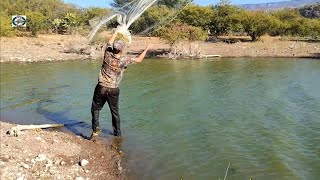 tarrayazos de pura tilapia gigantesca para la fritanga con paco [upl. by Dnalyag]