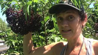 3F 1 Year Day 231  Harvesting Elderberry for Steam Juice Extraction [upl. by Ladin]