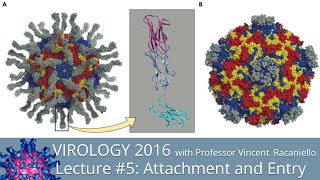 Virology Lectures 2016 5 Attachment and Entry [upl. by Siulegroj700]