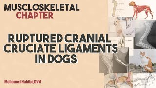 Cranial cruciate ligament rupture lecture 4  CCL [upl. by Keelia]