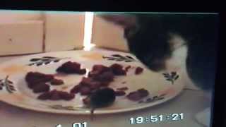 2 katten en een muis eten samen van 1 bord [upl. by Tisbe]