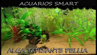 Alga tapizante quot La Pellia Monosolenium tenerumquot [upl. by Stouffer715]